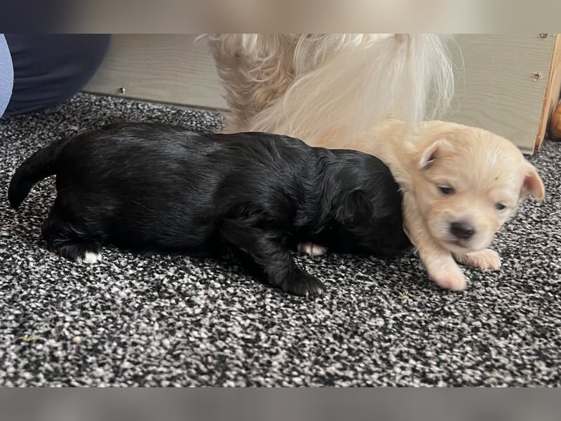 Wunderschöne schwarze Maltipoo-Pom-Welpen