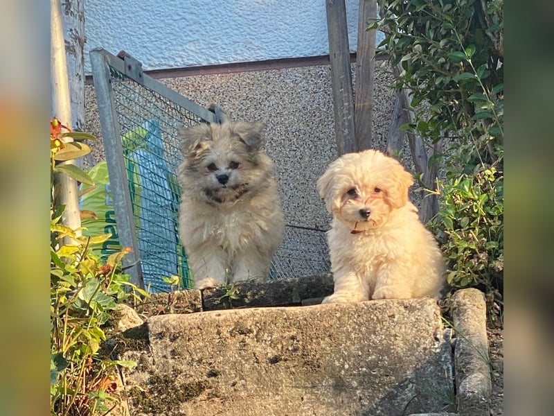 Wunderschöne schwarze Maltipoo-Pom-Welpen