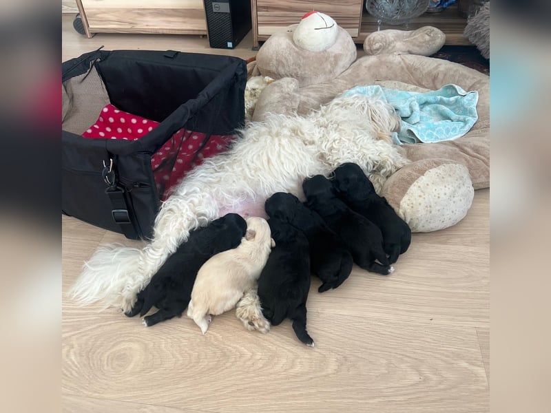 Wunderschöne schwarze Maltipoo-Pom-Welpen