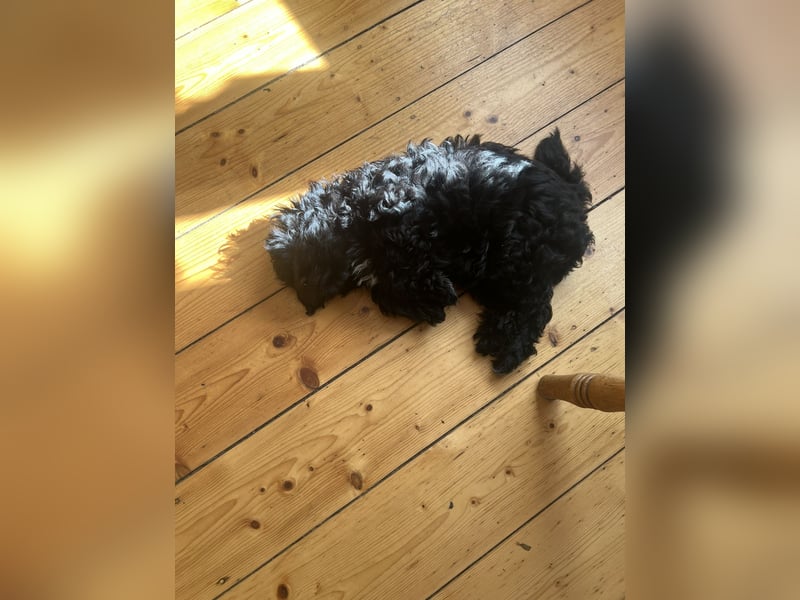 Schöner und temperamentvoller schwarzer Maltipoo Pom