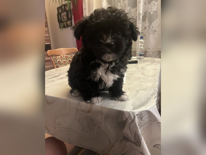 Schöner und temperamentvoller schwarzer Maltipoo Pom