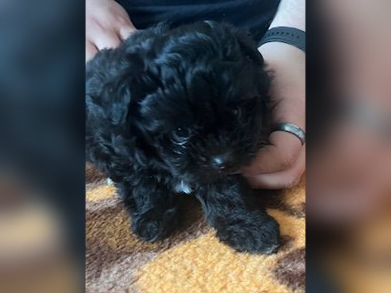 Wunderschöne schwarze Maltipoo-Pom-Welpen