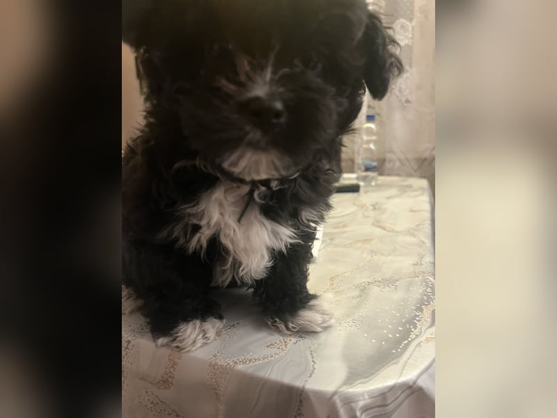 Schöner und temperamentvoller schwarzer Maltipoo Pom