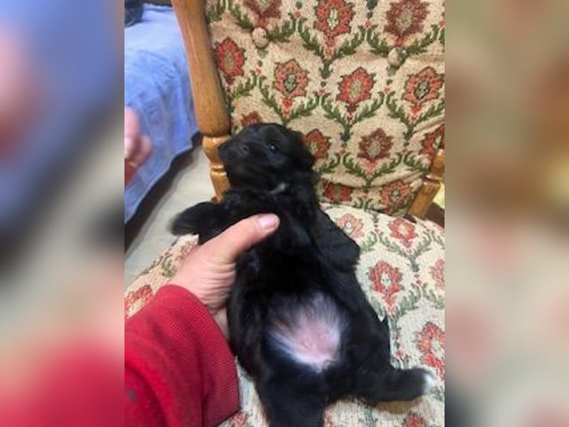 Wunderschöne schwarze Maltipoo-Pom-Welpen