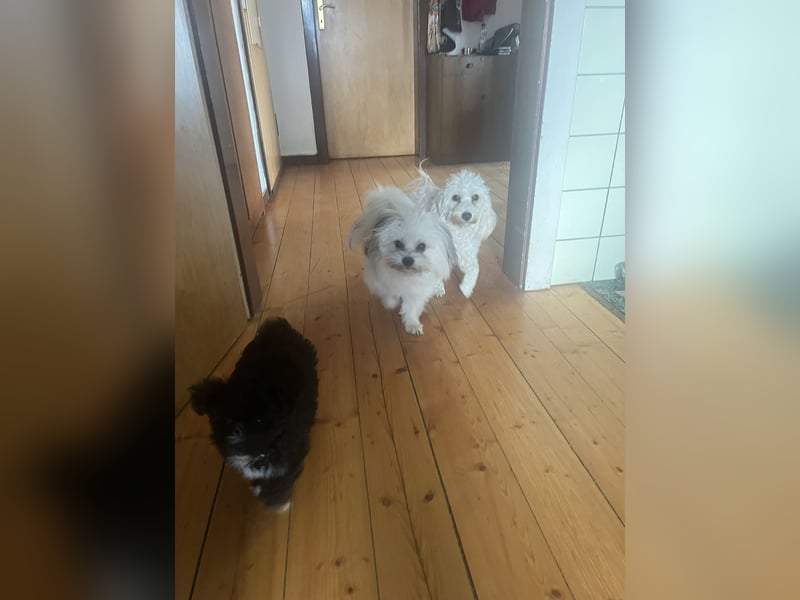 Schöner und temperamentvoller schwarzer Maltipoo Pom