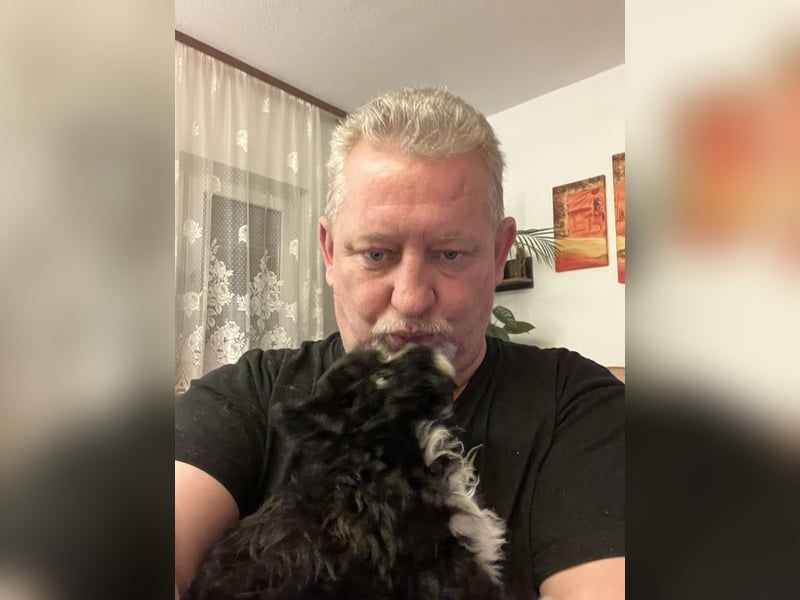 Schöner und temperamentvoller schwarzer Maltipoo Pom