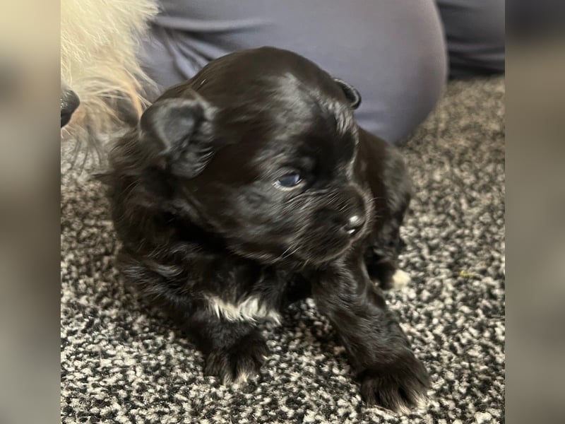 Wunderschöne schwarze Maltipoo-Pom-Welpen