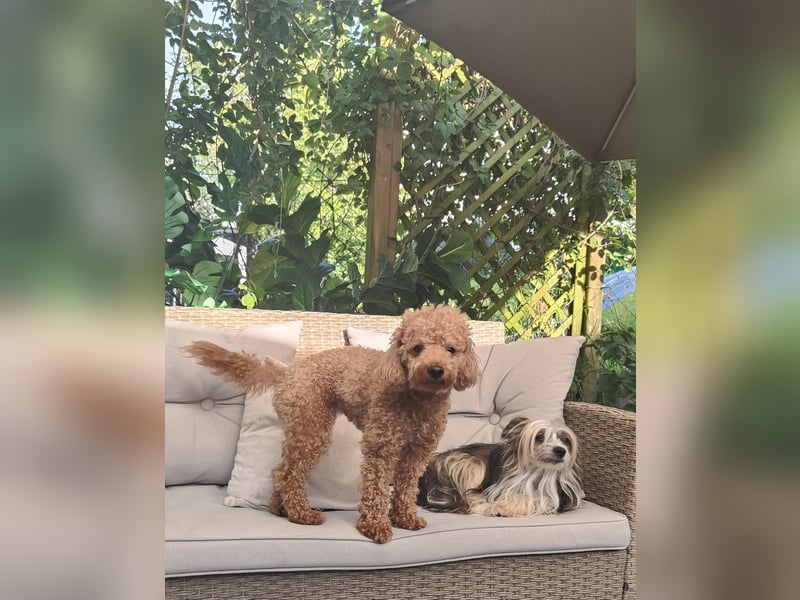 Maltipoo