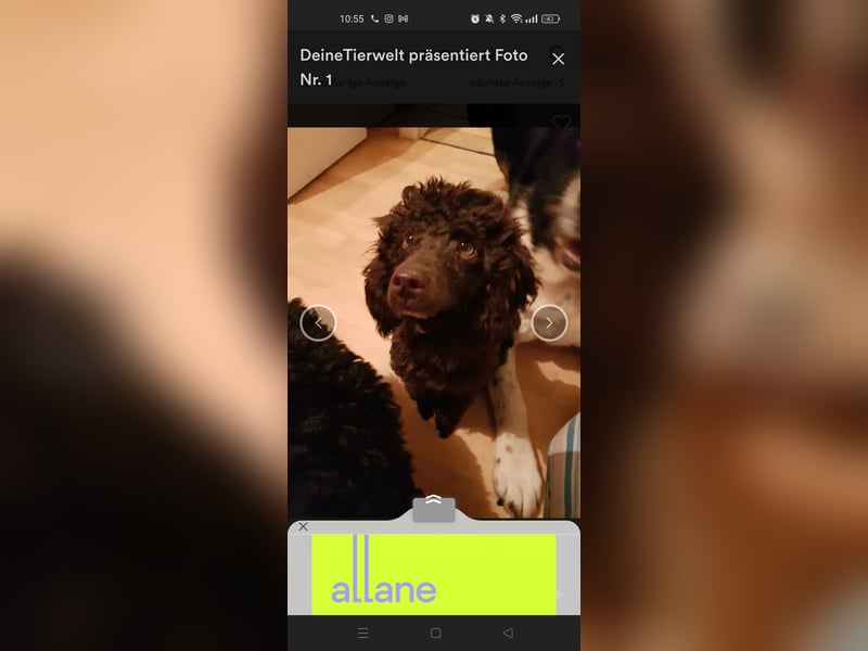 Maltipoo
