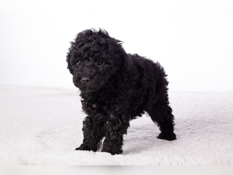 Maltipoo