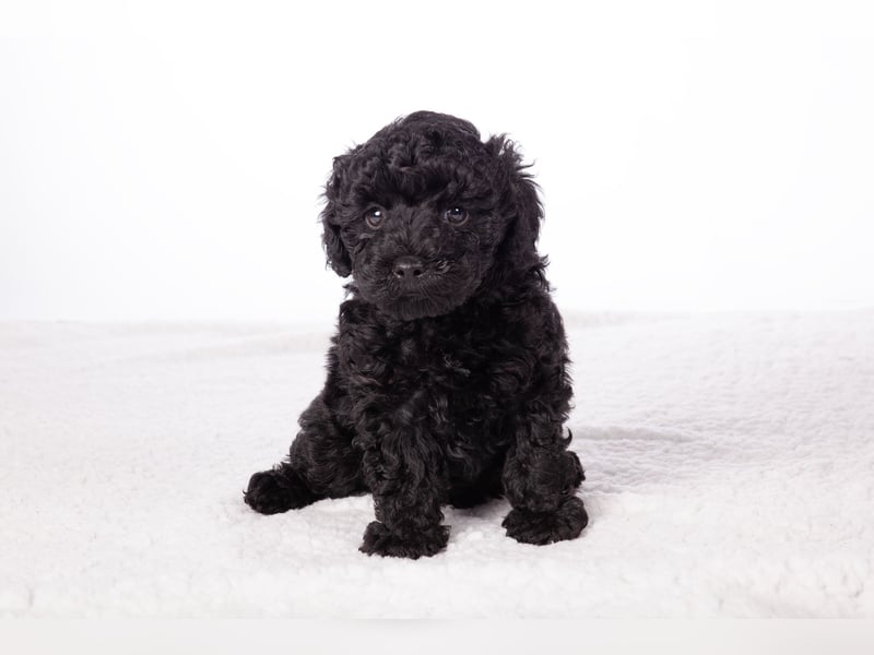 Maltipoo