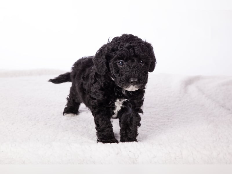 Maltipoo