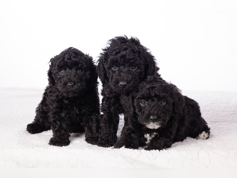 Maltipoo