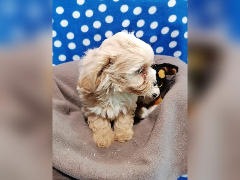 Maltipoo Welpen