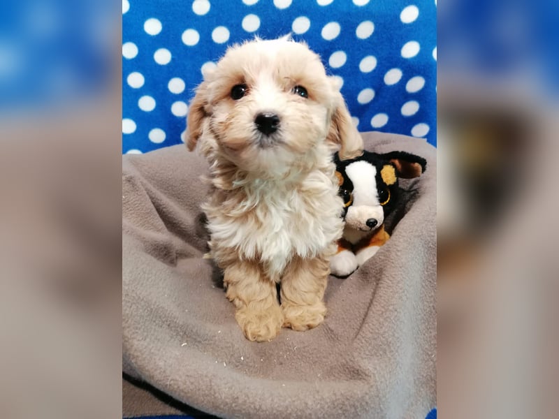 Maltipoo Welpen