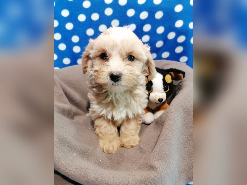 Maltipoo Welpen