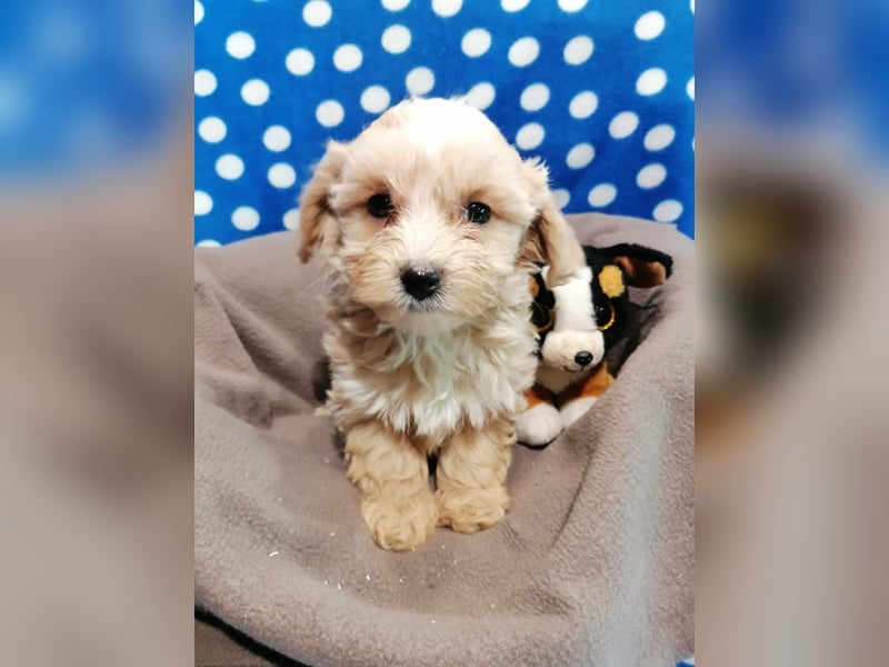 Maltipoo Welpen