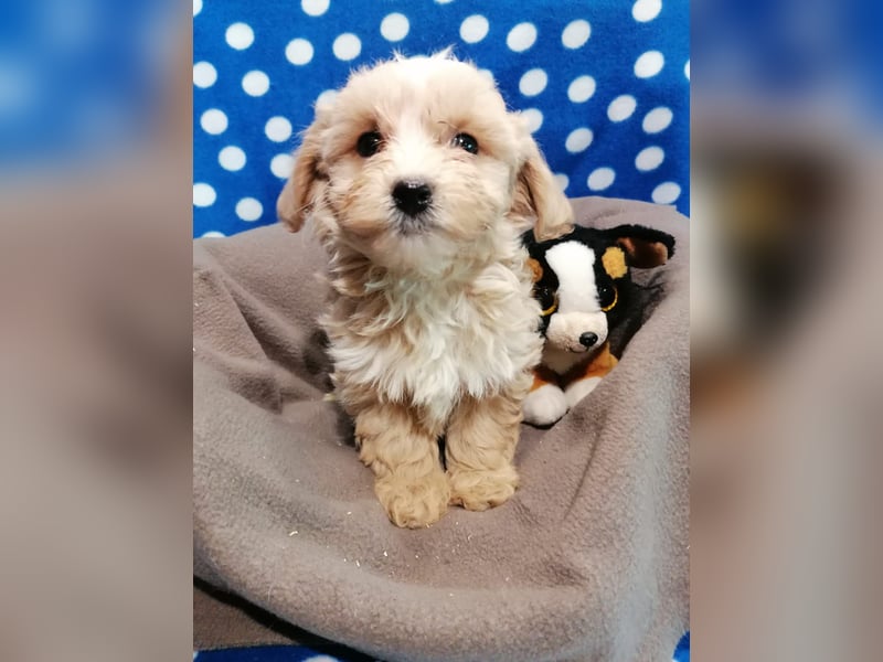 Maltipoo Welpen