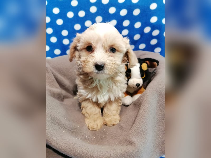Maltipoo Welpen