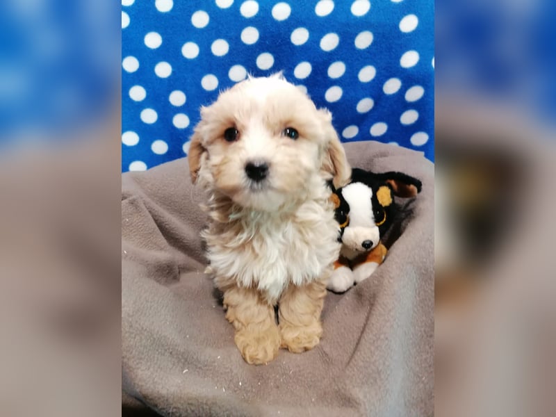 Maltipoo Welpen