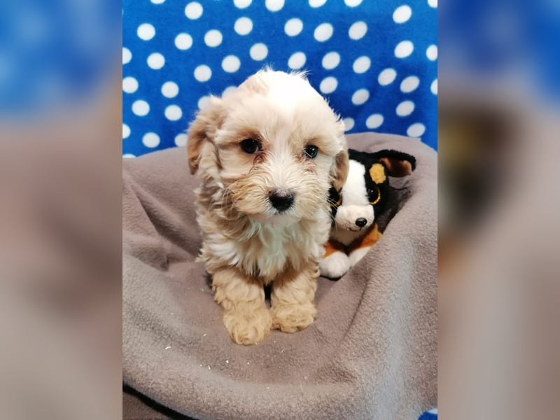 Maltipoo Welpen