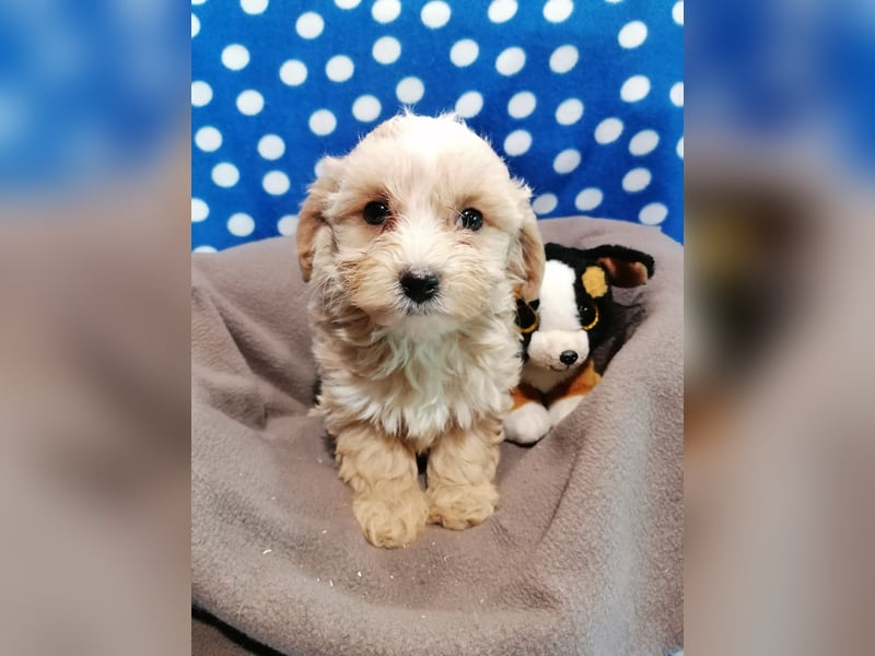 Maltipoo Welpen