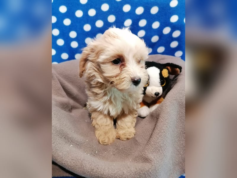 Maltipoo Welpen