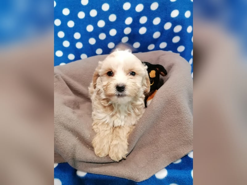 Maltipoo Welpen