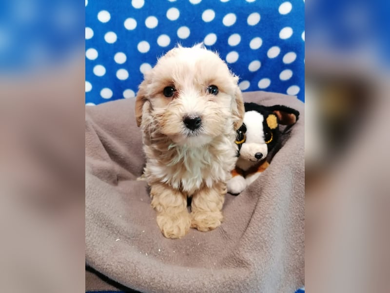 Maltipoo Welpen
