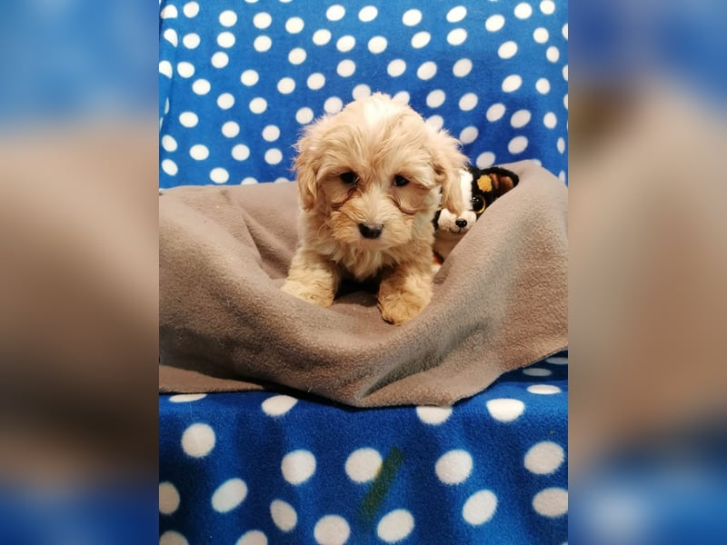 Maltipoo Welpen