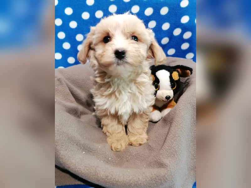 Maltipoo Welpen