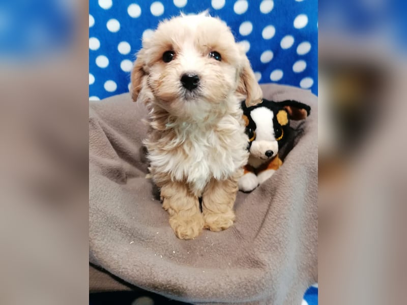 Maltipoo Welpen