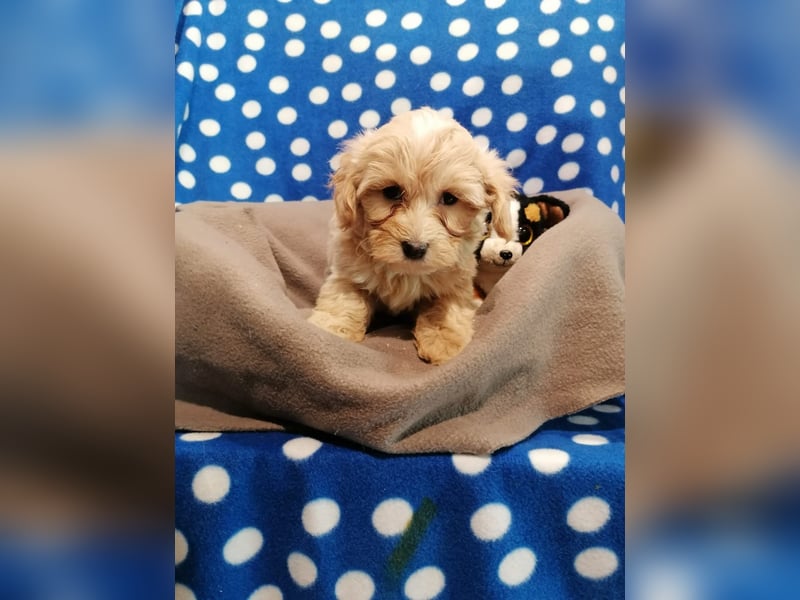 Maltipoo Welpen