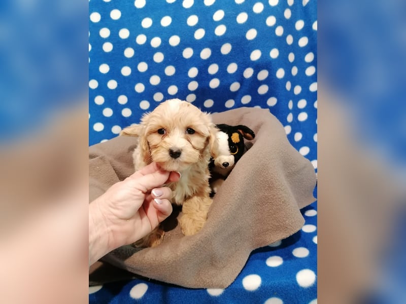 Maltipoo Welpen