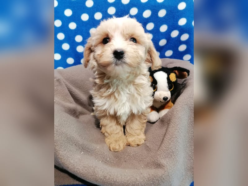 Maltipoo Welpen