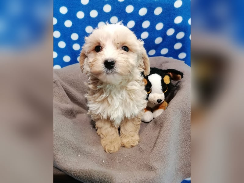 Maltipoo Welpen
