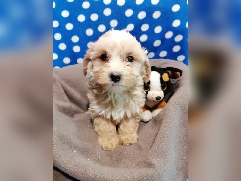 Maltipoo Welpen