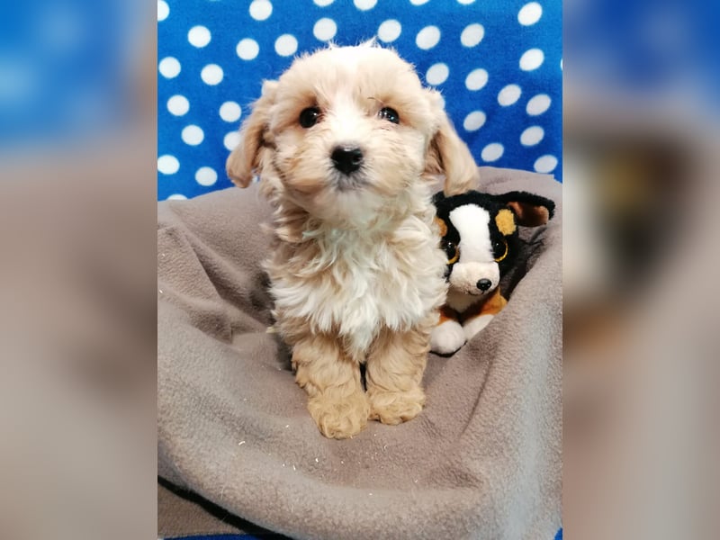 Maltipoo Welpen