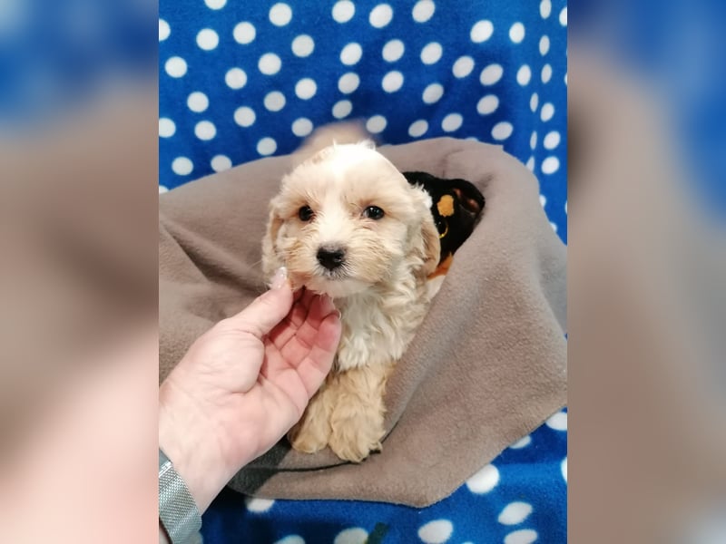 Maltipoo Welpen