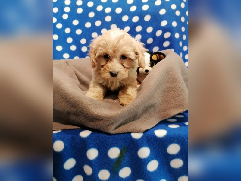 Maltipoo Welpen