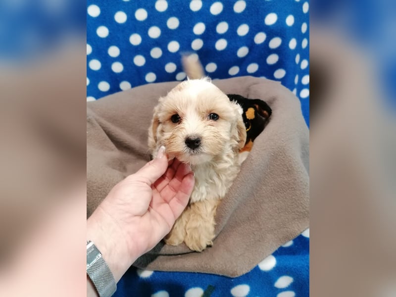 Maltipoo Welpen