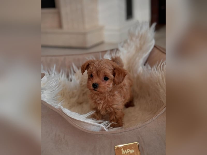 Maltipoo-Welpen