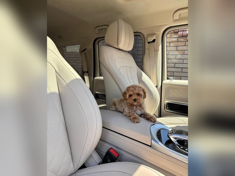 Maltipoo-Welpen