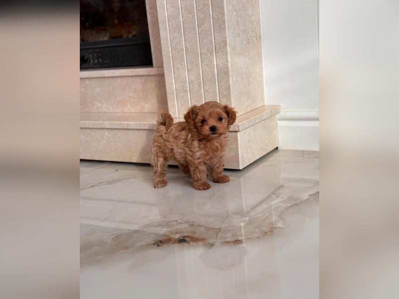 Maltipoo-Welpen
