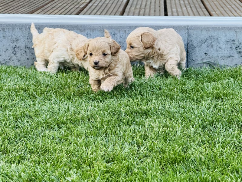 Wunderschöne Maltipoo Welpen!!! (Malteser/Zwergpudel)