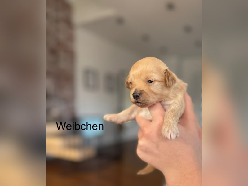 Wunderschöne Maltipoo Welpen!!! (Malteser/Zwergpudel)