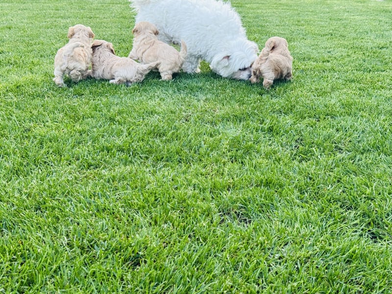 Wunderschöne Maltipoo Welpen!!! (Malteser/Zwergpudel)