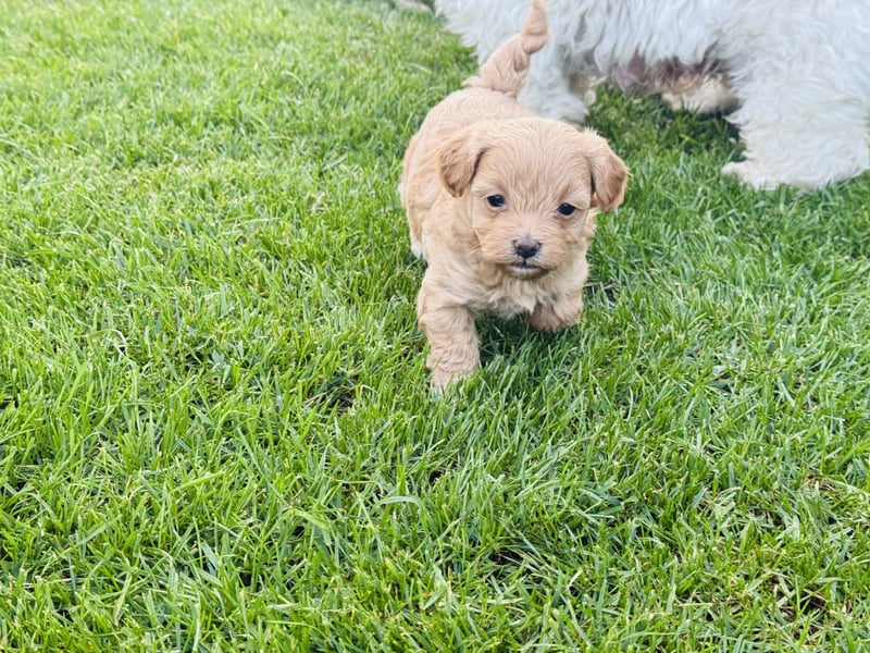 Wunderschöne Maltipoo Welpen!!! (Malteser/Zwergpudel)