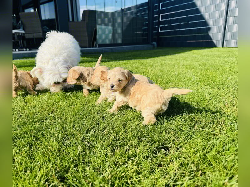 Wunderschöne Maltipoo Welpen!!! (Malteser/Zwergpudel)