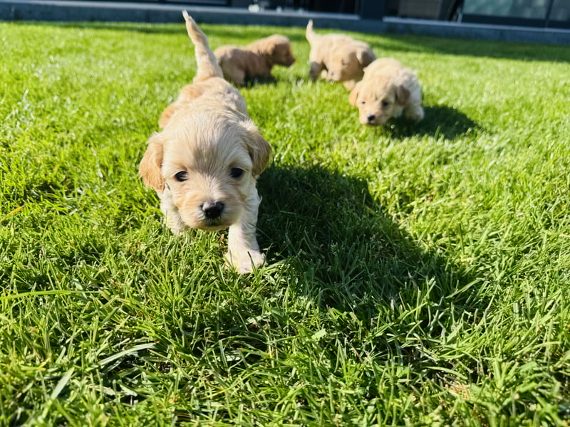 Wunderschöne Maltipoo Welpen!!! (Malteser/Zwergpudel)